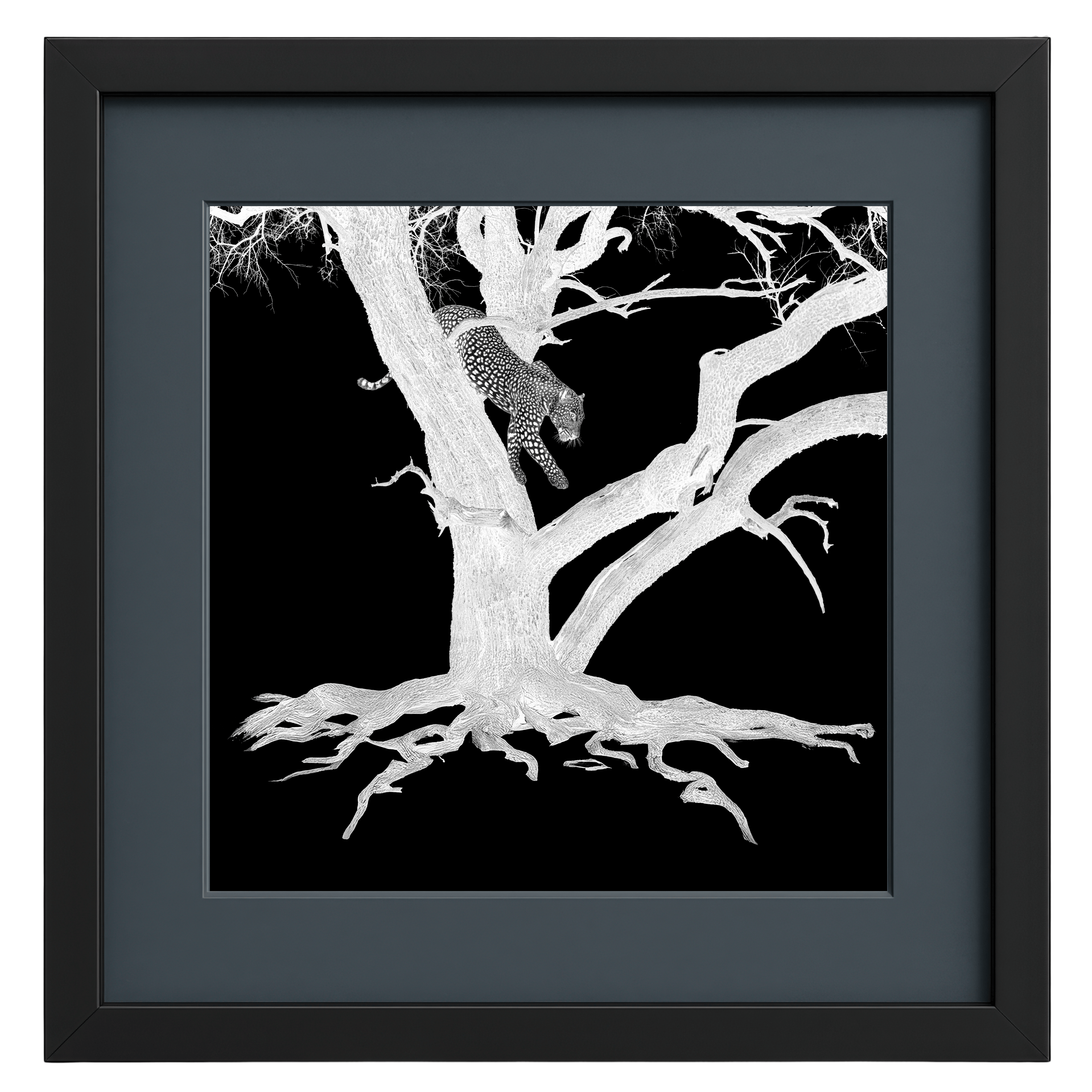 Framed artwork of a leopard in a tree against a black background framed in black and charcoal