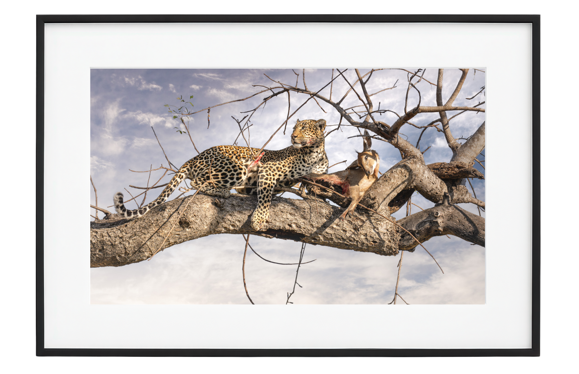 Framed artwork of a leopard and a gazelle on a tree branch with a natural background.