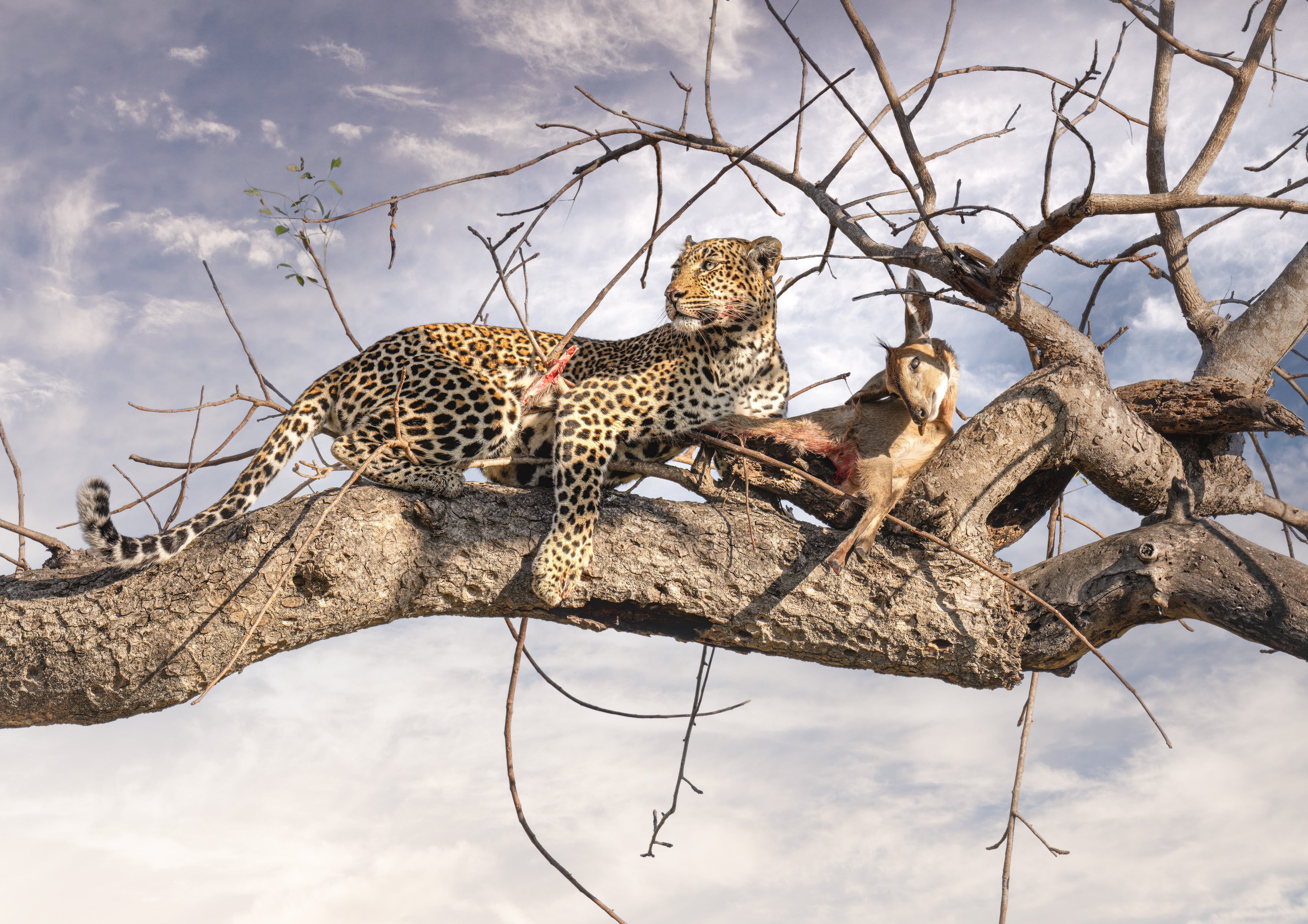Leopard with a kill in a tree against a cloudy sky