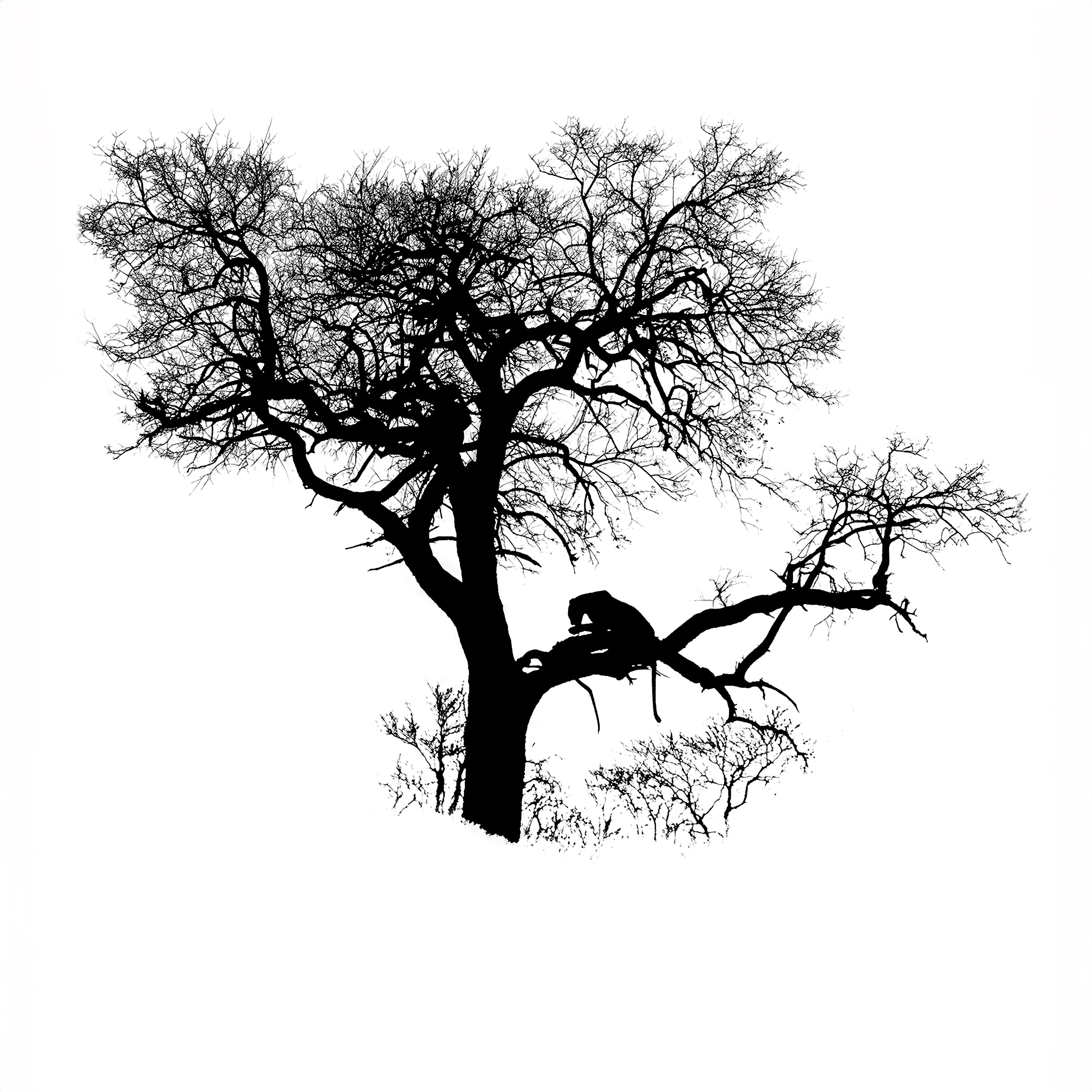 Silhouette of a leopard sitting in a tree on a white background