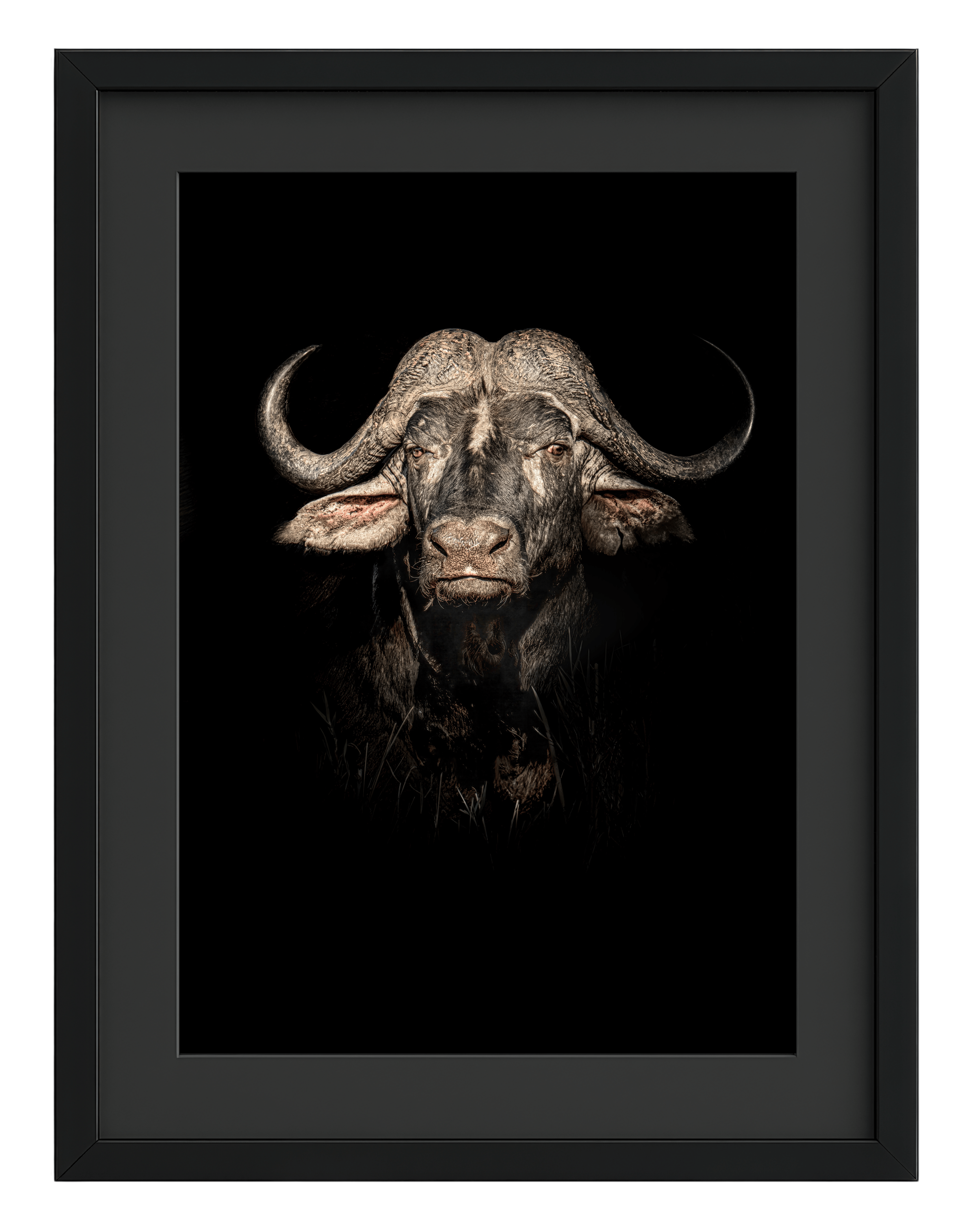 The Beast (Colour Edition)