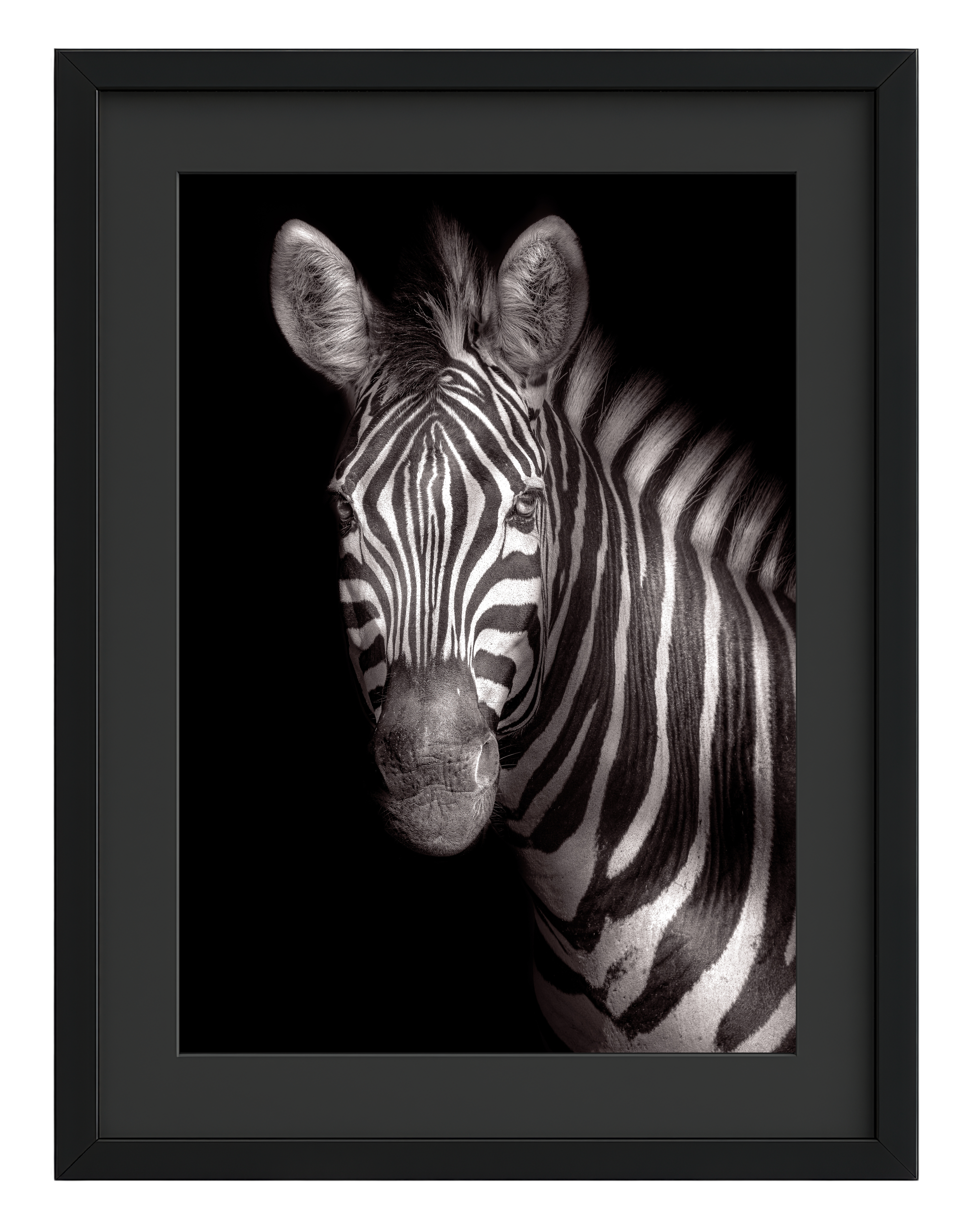 Framed black and white photograph of a zebra