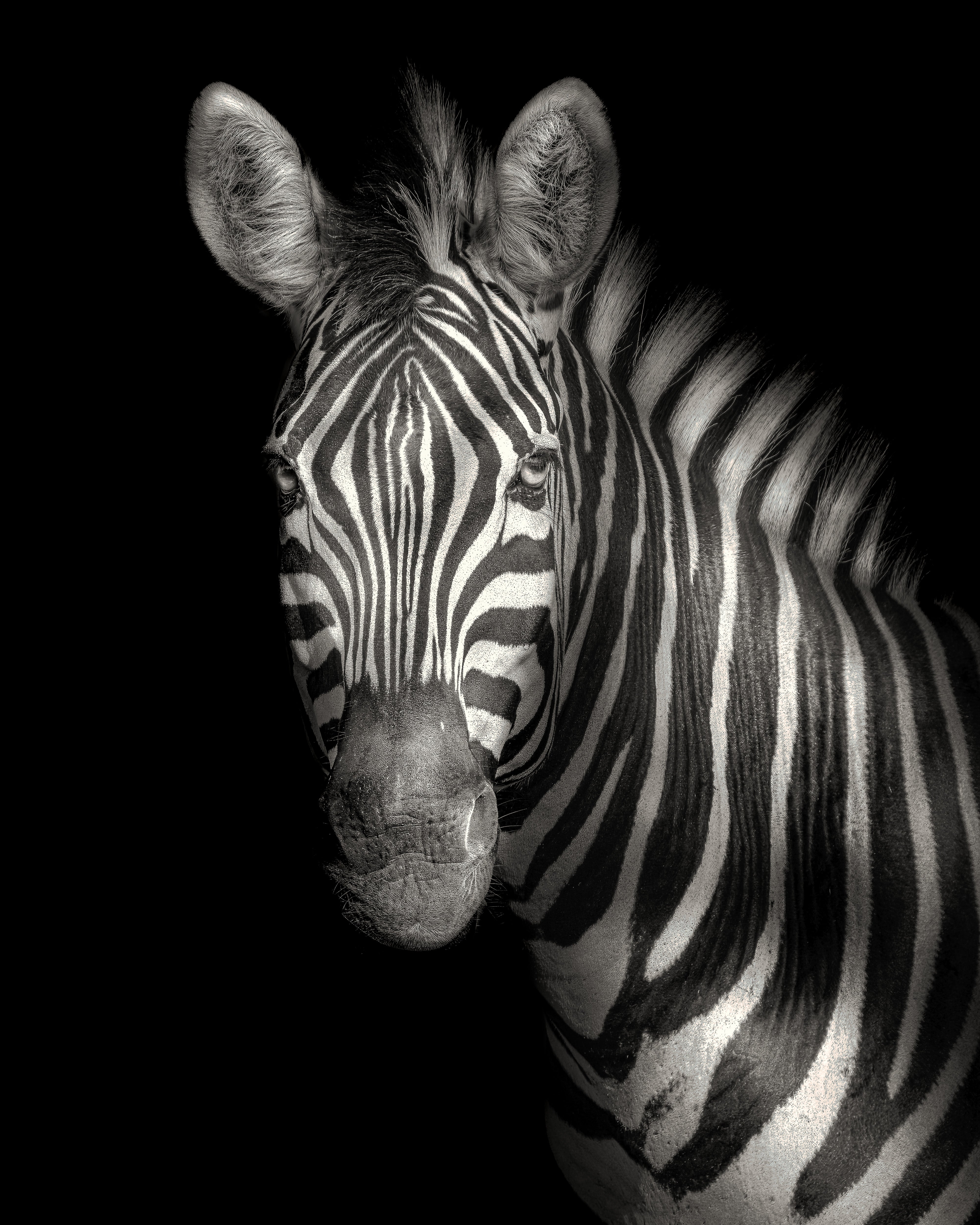 Black and white zebra portrait on a black background