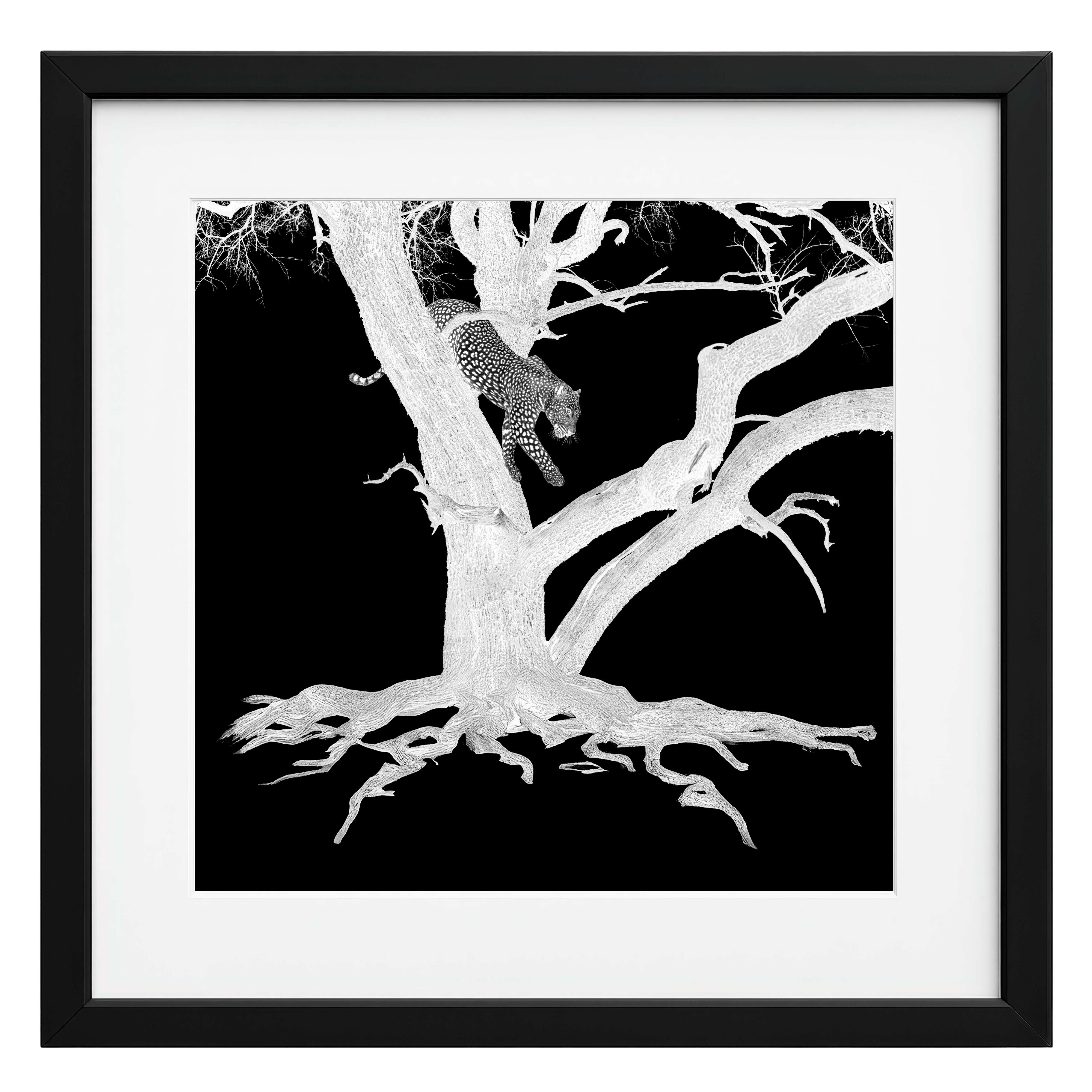 Framed artwork of a leopard climbing a tree on a black background framed in black and white.