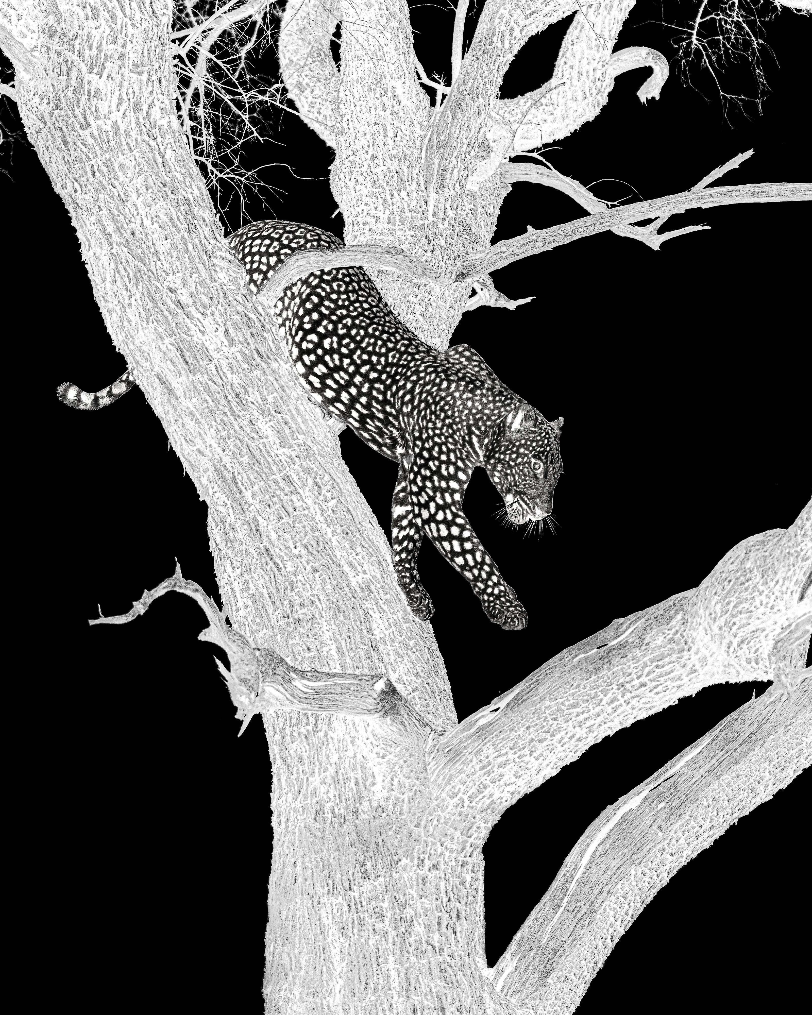 Leopard climbing a tree with a black background