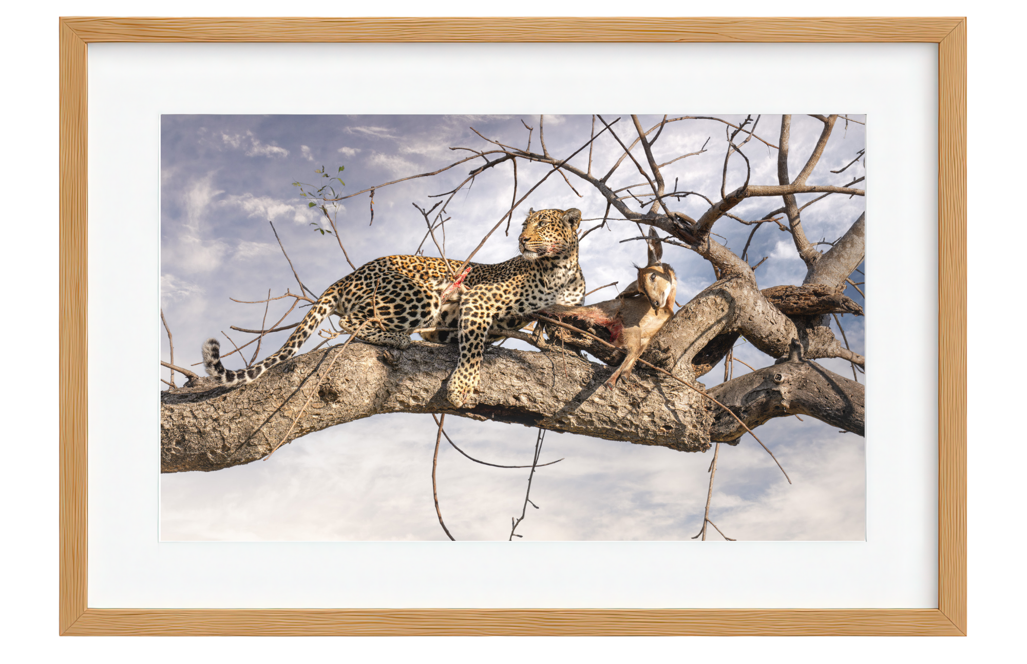 Framed artwork of a leopard and buck on a branch with a natural background