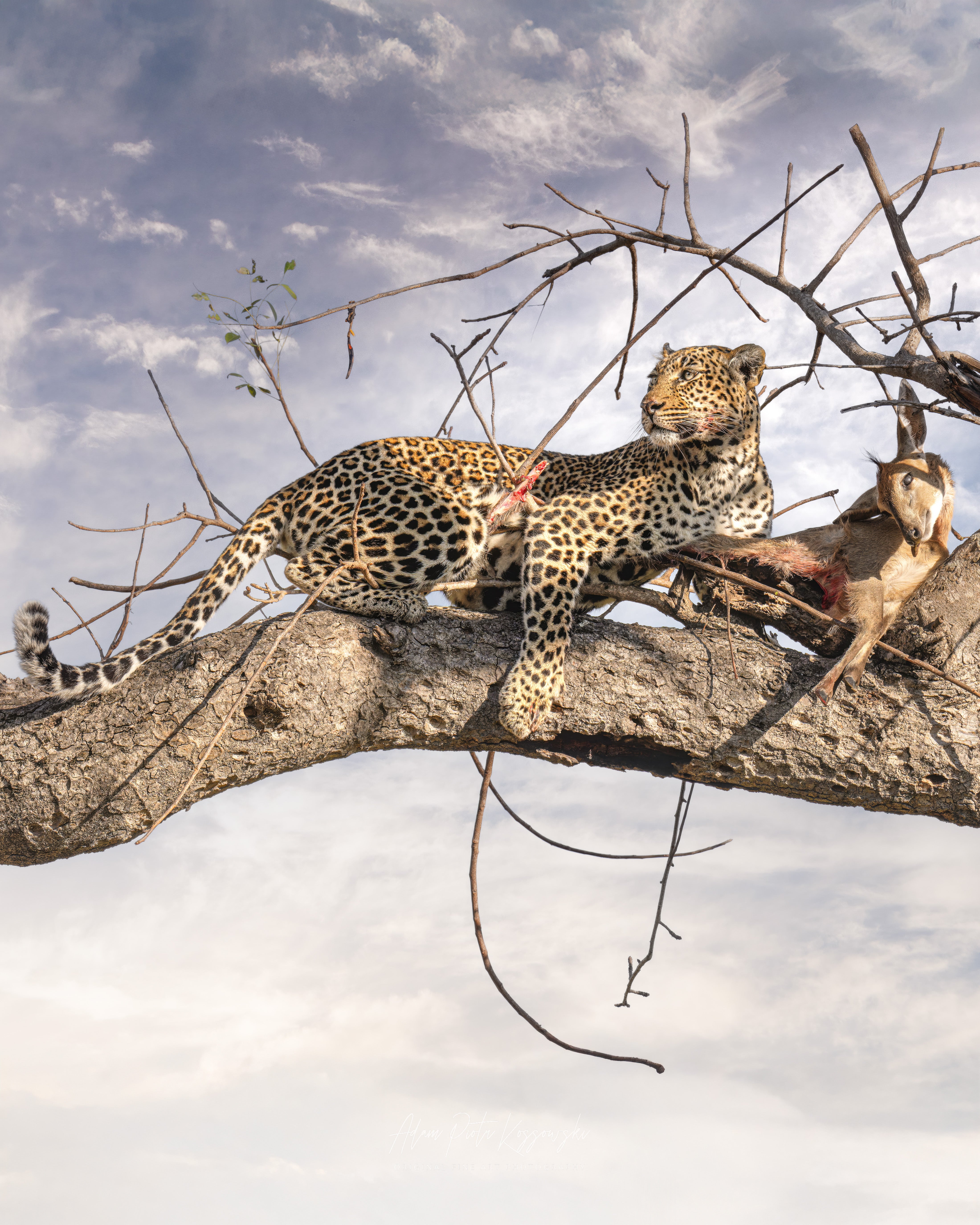Leopard on a branch with a kill next to it, against a sky and tree branch background.