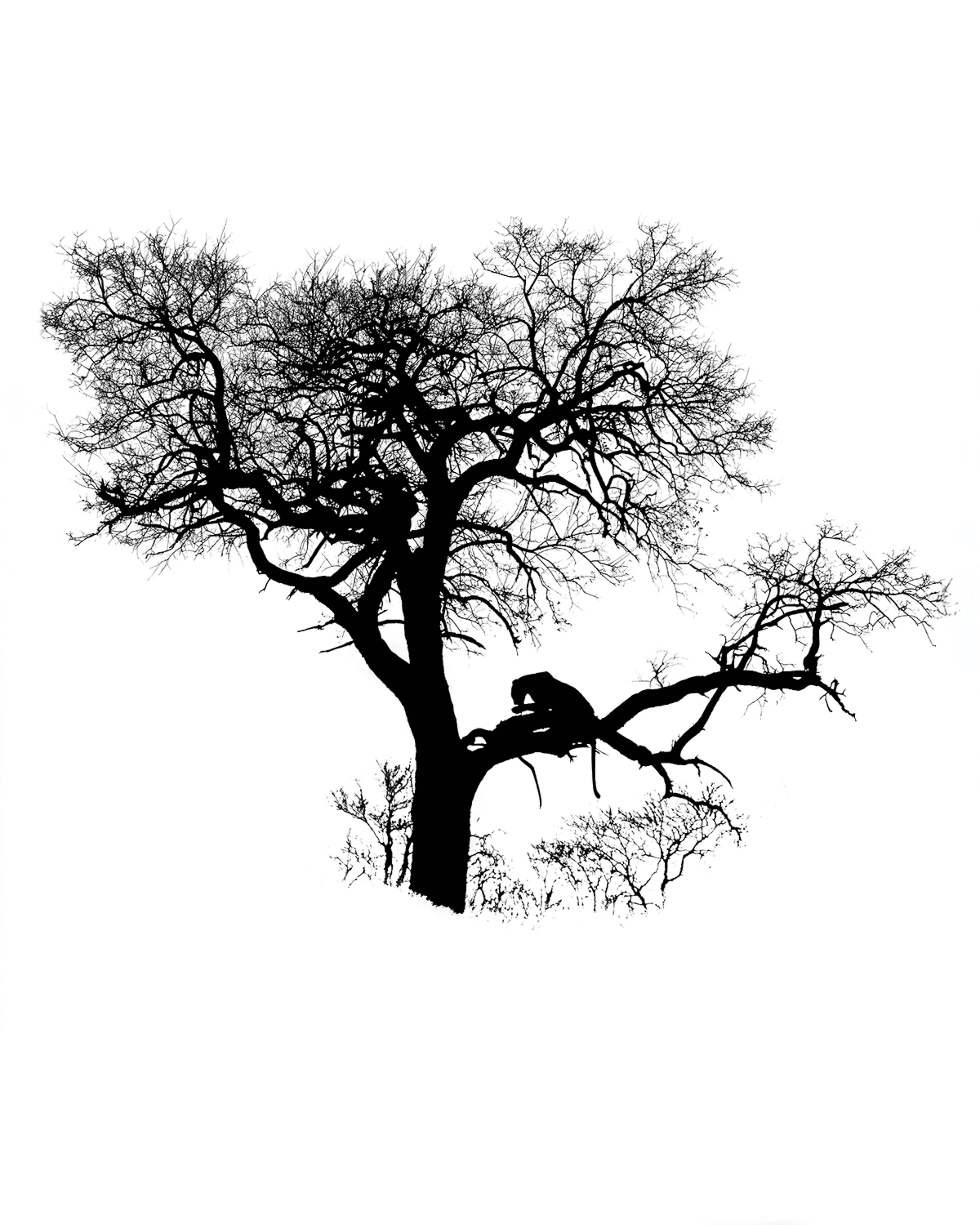 Silhouette of a leopard sitting on a tree branch against a white background