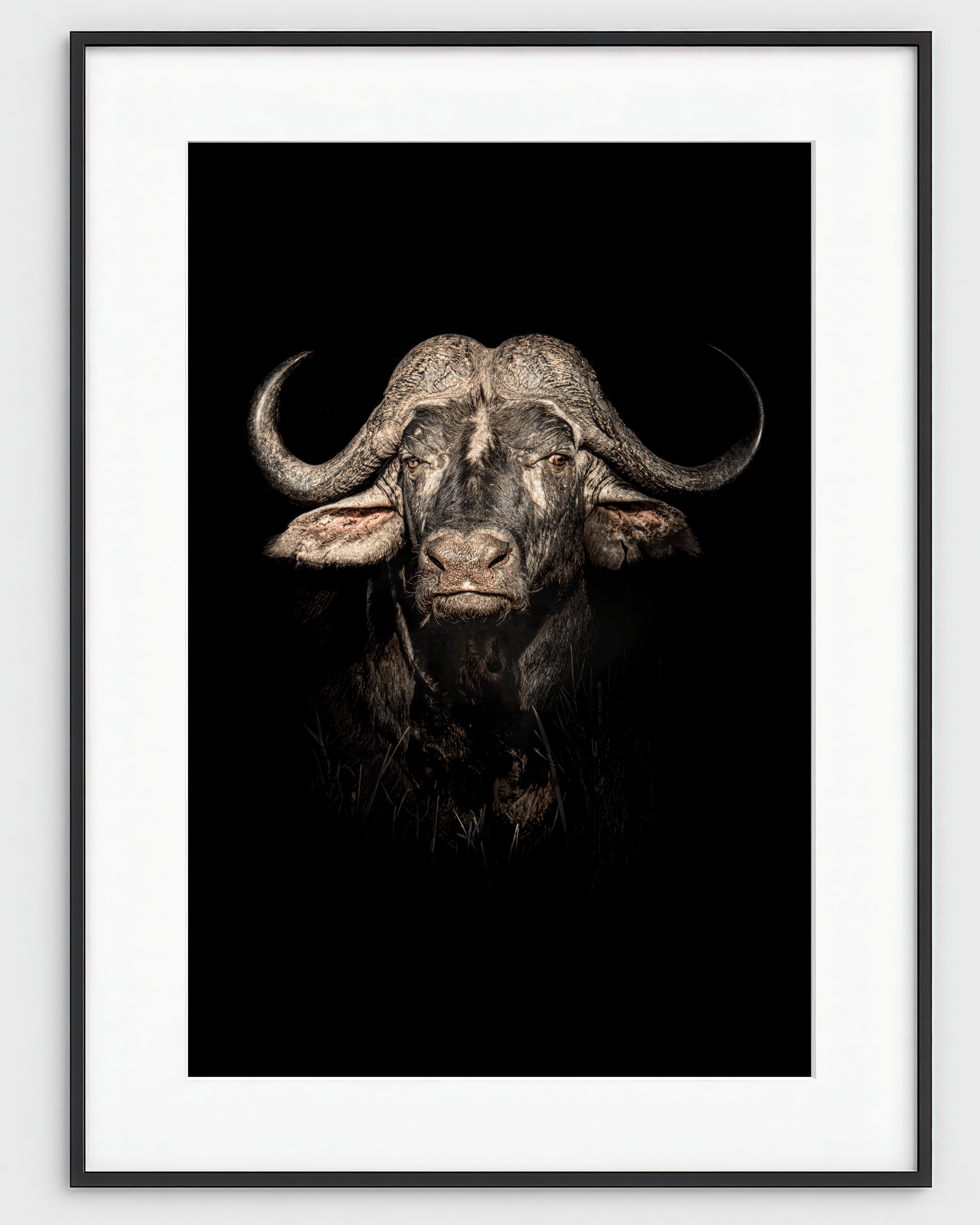 The Beast (Colour Edition)