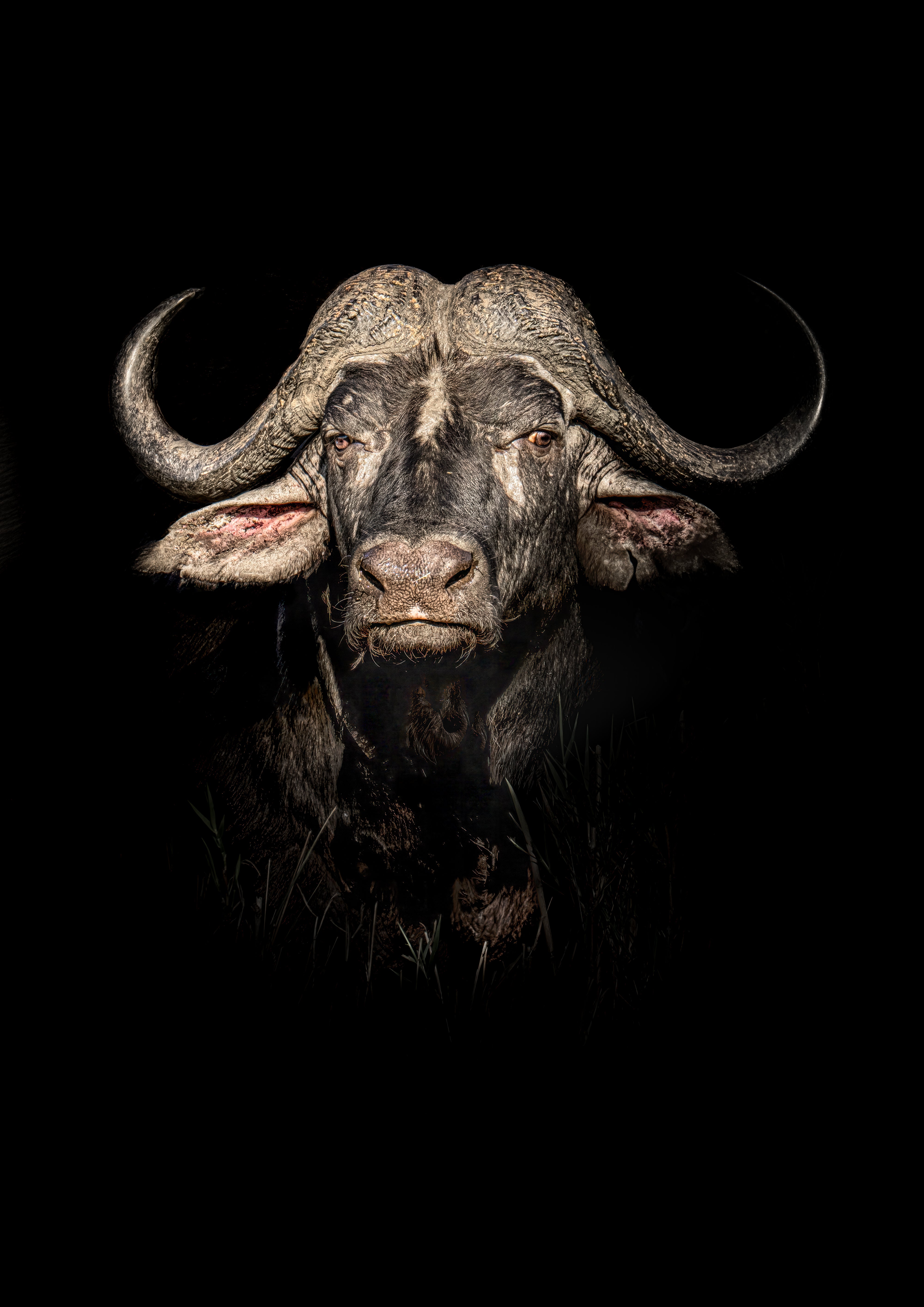 The Beast (Colour Edition)