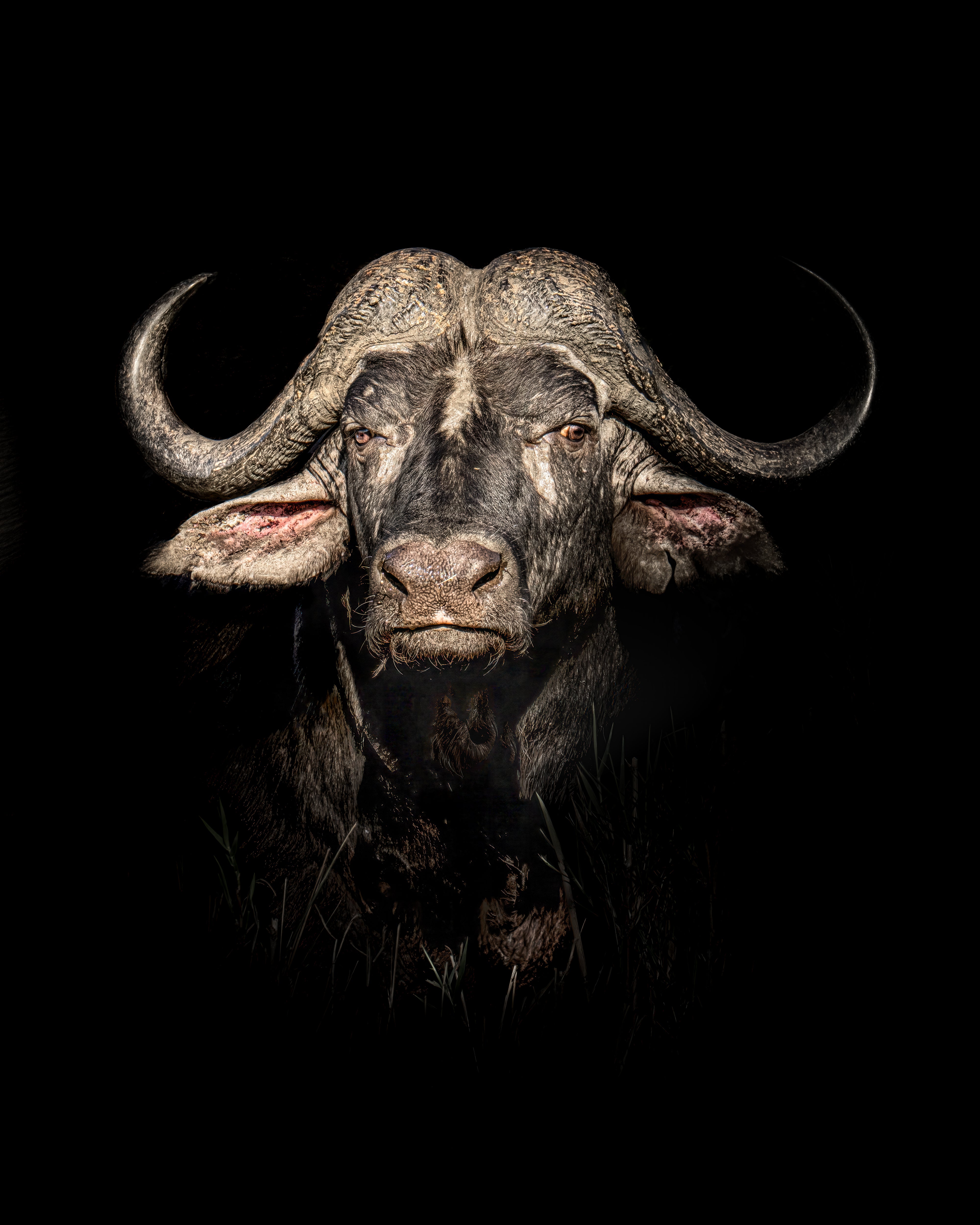 The Beast (Colour Edition)