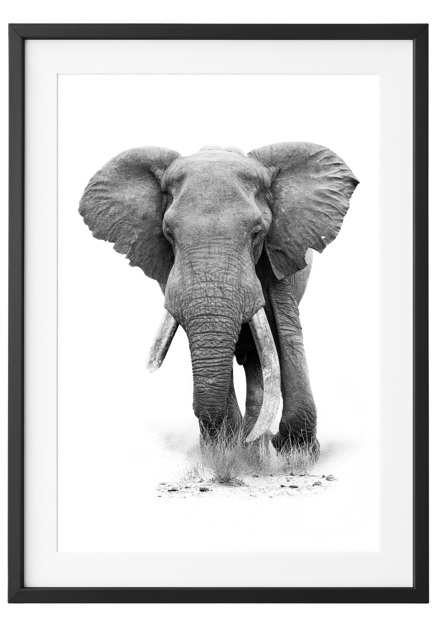 Framed black and white photograph of an elephant