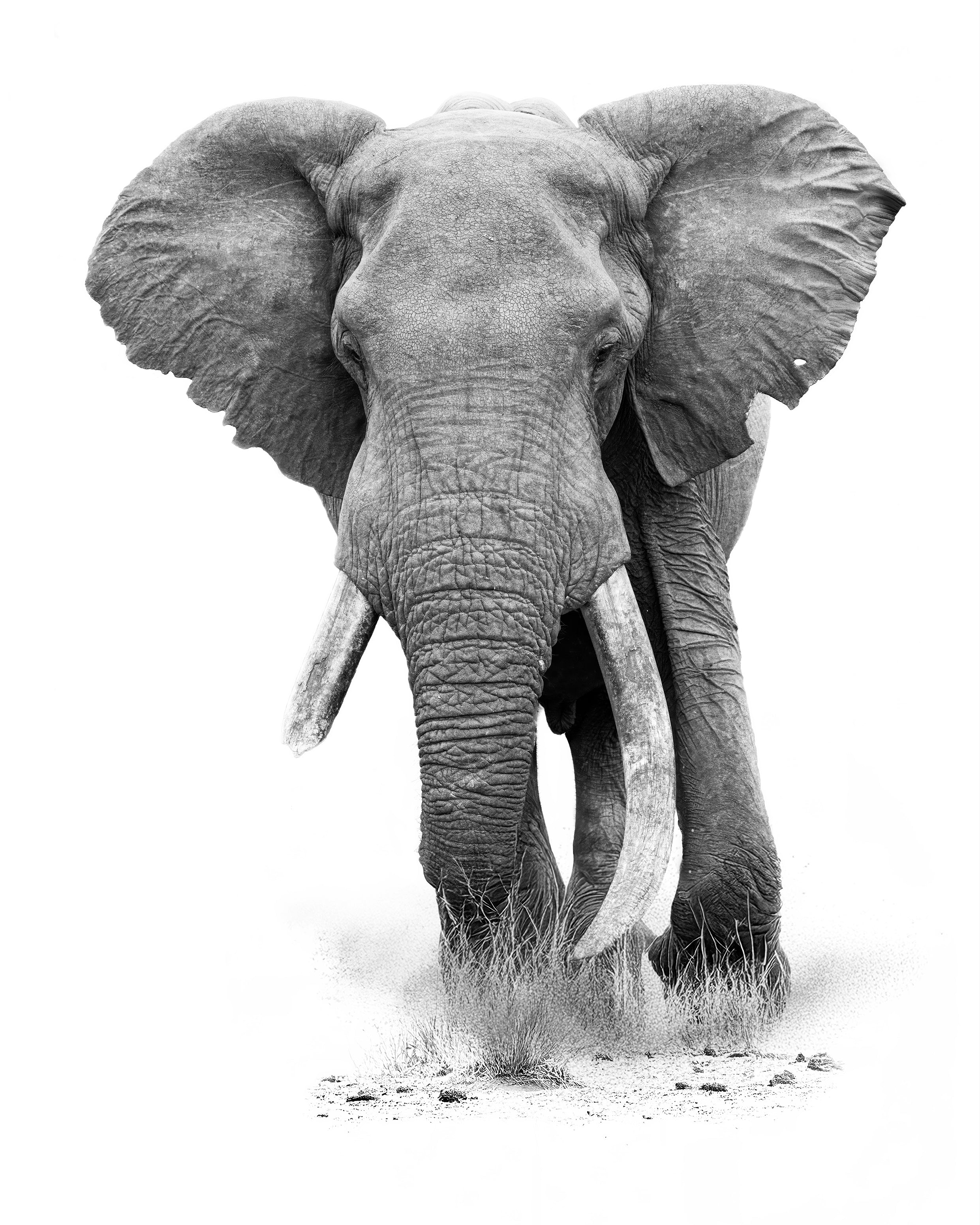 Black and white image of an elephant walking on a white background