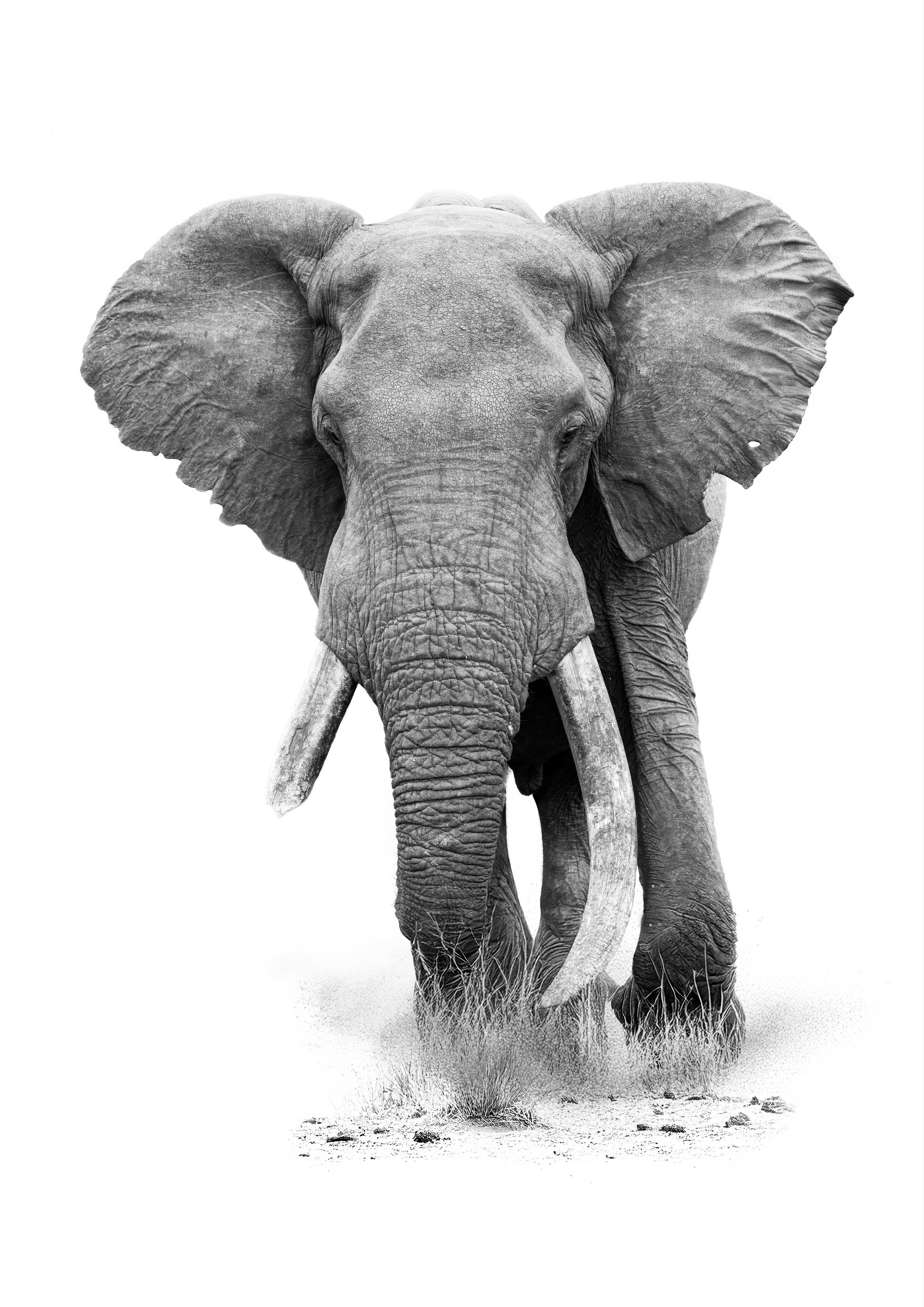 Black and white image of an elephant walking on a white background